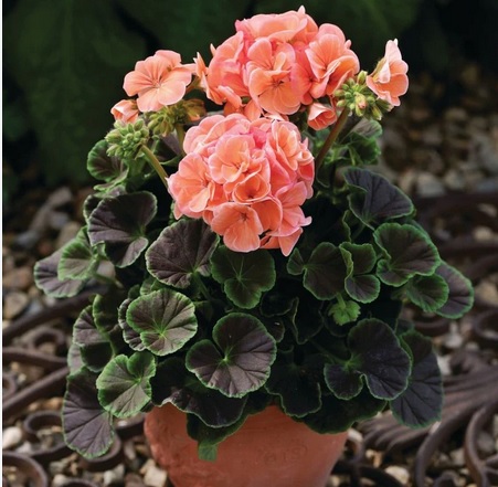 Мушкато с шоколадови листа-Geranium F1  Bullseye Salmon (5001)